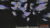 Xiphophorus maculatus  NEON MICKEY MOUSE, BLUE- fishbox