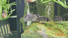 Corydoras schwartzi - Schwartzev oklepni somič / Schwartz's Cory - fishbox