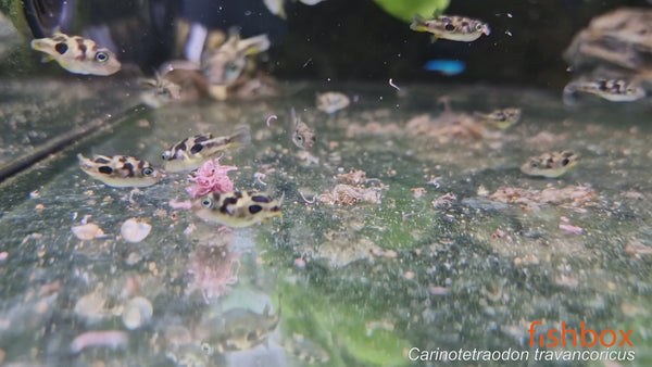 Carinotetraodon travancoricus - pritlikava napihovalka / Dwarf Puffer - fishbox