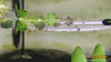 Carnegiella myersi - pritlikava golšarica / Pygmy Hatchetfish - fishbox