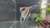 Pterophyllum scalare - skalarka / angelfish RIO ITAYA