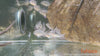 Mikrogeophagus altispinosus - Bolivijski pavlinček / Bolivian Ram - fishbox