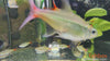 Moenkhausia copei / Tetra copei - fishbox