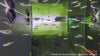 Rasbora dorsiocellata / Eyespot rasbora - fishbox