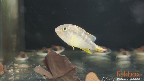 Apistogramma nijsseni - pandji ostrižek / Panda Dwarf Cichlid - fishbox