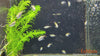 Hyphessobrycon eos / Dawn Tetra - fishbox