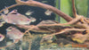 Hypostomus basilisko / Violet Red Bruno - fishbox
