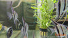 Pterophyllum scalare PERUENSIS - fishbox