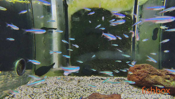 Paracheirodon simulans – zelena neonka / Green Neon Tetra - fishbox