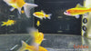 Carassius auratus – zlata riba / Goldfish SHUBUNKIN - fishbox