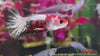 Copy of Betta splendens – siamska bojna ribica / Siamese Fighting Fish - HALFMOON PLAKAT - fishbox