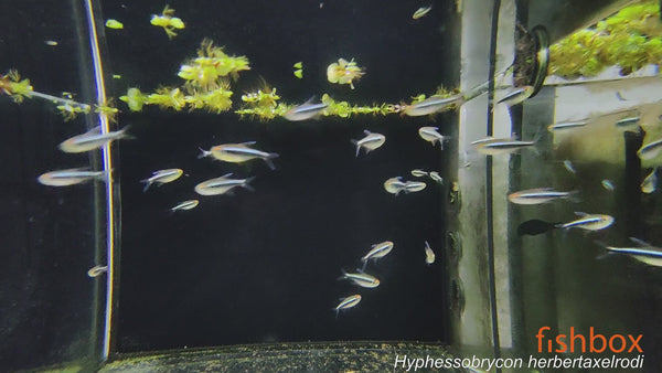 Hyphessobrycon herbertaxelrodi – črna neonka / Black Neon Tetra - fishbox