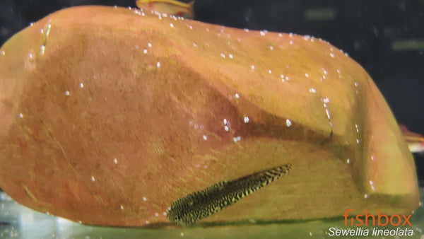 Sewellia lineolata – razkošna prilepnica / Tiger Hillstream Loach - fishbox