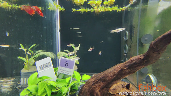 Nannostomus beckfordi / Golden Pencilfish - fiishbox