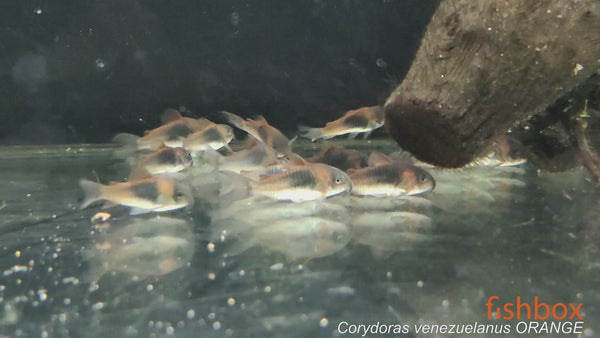 Corydoras aeneus – bronasti oklepni somič / Bronze Cory ORANGE - fishbox