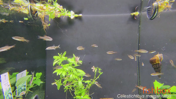 Celestichthys margaritatus – nebeška biserna cebrica / Celestial Pearl Danio - fishbox