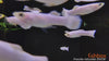 Poecilia reticulata - gupi / Guppy SNOW - fishbox