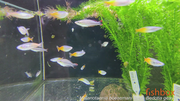 Melanotaenia boesemani - boesemanova mavričarka / Boeseman's rainbowfish - fishbox