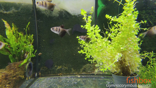 Gymnocorymbus ternetzi -  žalovalka / Black Tetra - fishbox