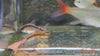 Corydoras arcuatus / Skunk Cory, C020 - fishbox