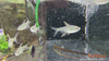 Moenkhausia pittieri - briljantna tetra / Diamond Tetra - fishbox