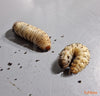Ličinke zlate minice / Rose Beetle Worms