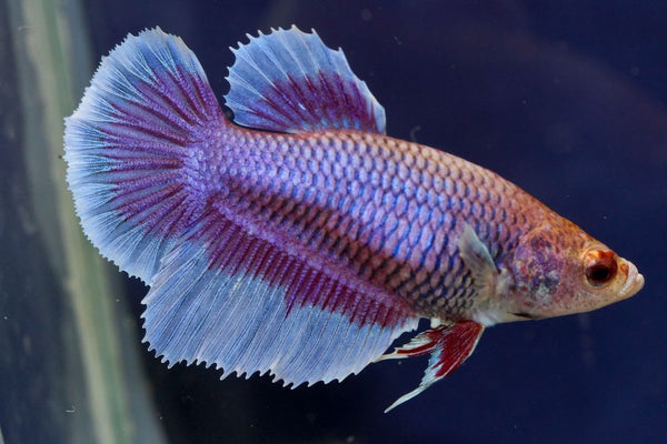 Betta splendens – siamska bojna ribica / Siamese Fighting Fish - SAMICA HALFMOON - fishbox