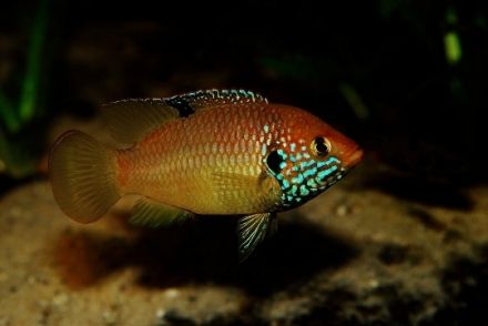 Hemichromis sp.