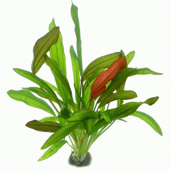 Echinodorus ´Breuni Red´ - fishbox