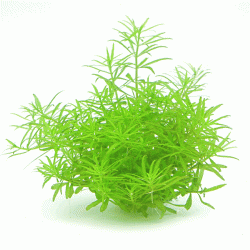 Limnophila spec. ´Vietnam´ - fishbox