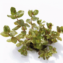 Rotala macrandra green - fishbox