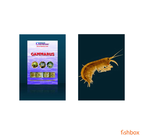 Gammarus - fishbox