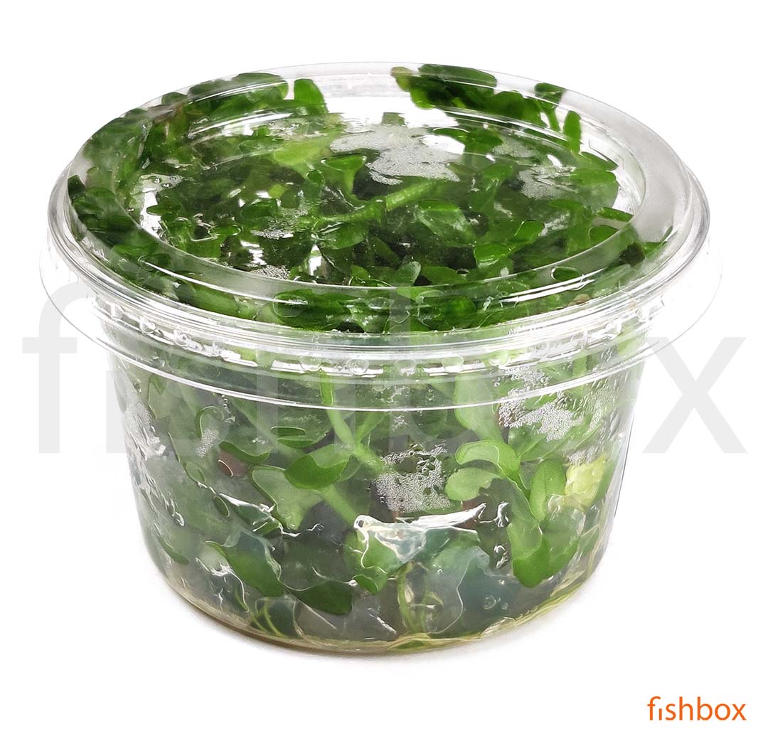 Bacopa Caroliniana in-vitro - fishbox