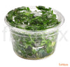 Bacopa Caroliniana in-vitro - fishbox