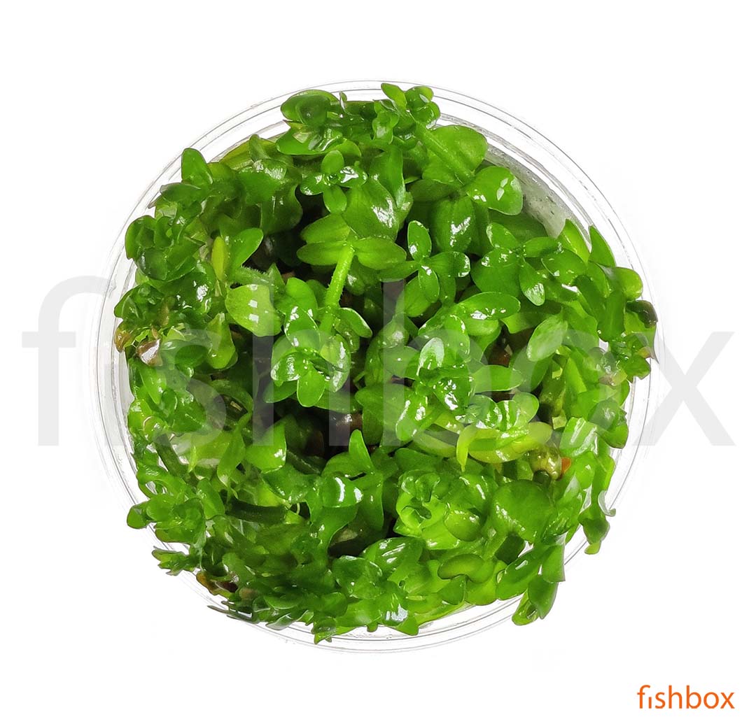 Bacopa Caroliniana in-vitro - fishbox