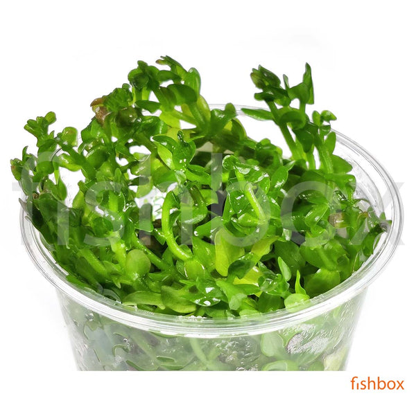 Bacopa Caroliniana in-vitro - fishbox