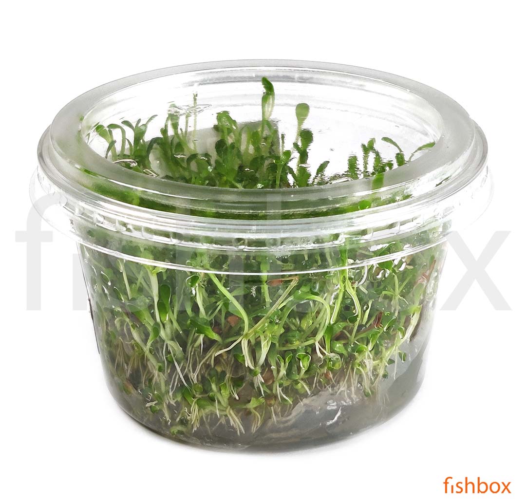 Glossostigma elatinoides In-Vitro - fishbox