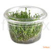 Glossostigma elatinoides In-Vitro - fishbox