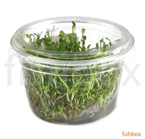 Glossostigma elatinoides In-Vitro - fishbox