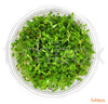 Glossostigma elatinoides In-Vitro - fishbox