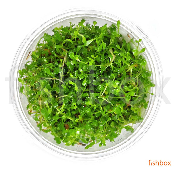 Glossostigma elatinoides In-Vitro - fishbox