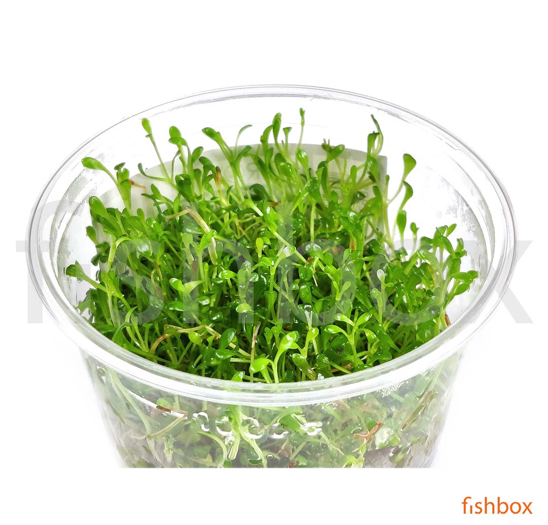 Glossostigma elatinoides In-Vitro - fishbox