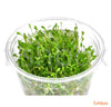 Glossostigma elatinoides In-Vitro - fishbox