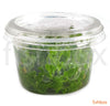 Lobelia cardinalis in-vitro - fishbox