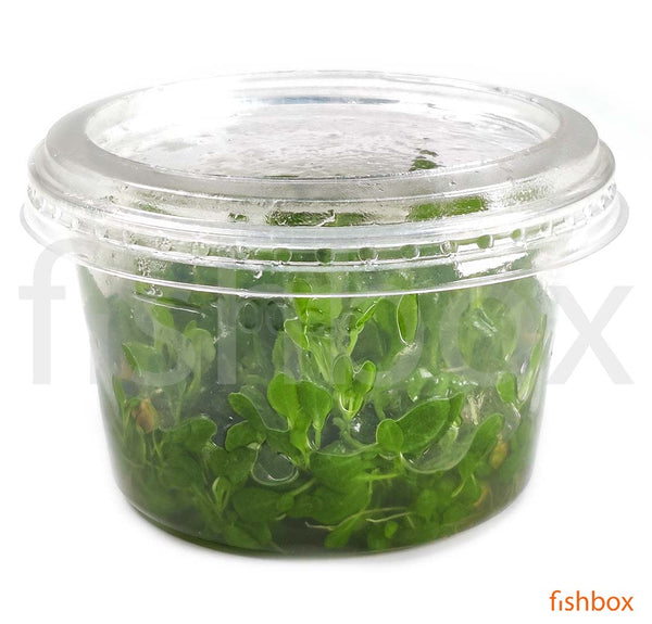 Lobelia cardinalis in-vitro - fishbox