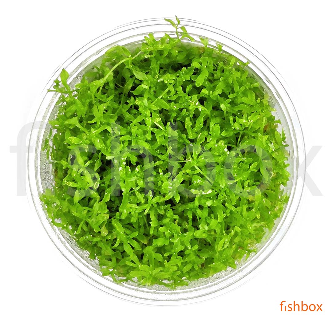 Micranthemum glomeratum in-vitro - fishbox