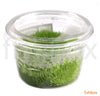 Utricularia graminifolia in-Vitro - fishbox