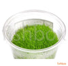 Utricularia graminifolia in-Vitro - fishbox