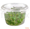 Hydrocortyle tripartita in-vitro - fishbox