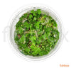 Hydrocortyle tripartita in-vitro - fishbox